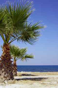 海海岸棕榈树