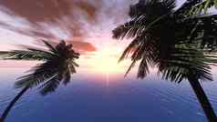 日落背景分支机构棕榈树