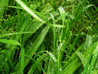 绿色植物<strong>早起</strong>的露水下降颜色纹理