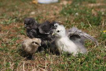 silkie<strong>鸡年</strong>轻的