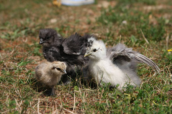 silkie鸡年轻的