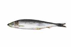 鲱鱼图像系列食物白色背景