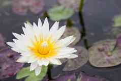 莲花花朵水莉莉花盛开的池塘