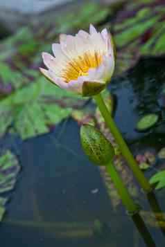 莲花花朵水莉莉花盛开的池塘