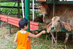年轻的女孩发送新鲜的草牛喂养
