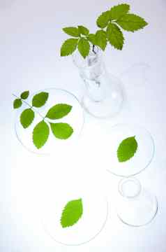 实验室玻璃器皿设备实验植物