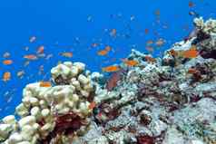 色彩斑斓的珊瑚礁异国情调的鱼热带sea-underwater