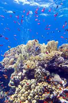 色彩斑斓的珊瑚礁异国情调的鱼anthias底热带海水下