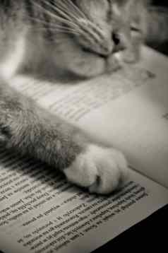 甜蜜的猫阅读书