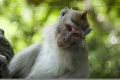猴子巴厘岛岛印尼明亮的色彩斑斓的生动的主题
