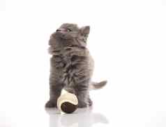 英国小猫可爱的宠物色彩斑斓的主题