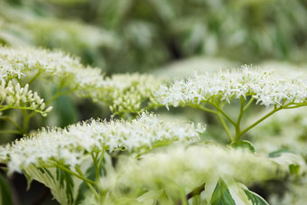 关闭山茱萸白色花