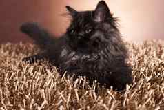灰色的小猫可爱的宠物色彩斑斓的主题