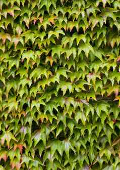 维吉尼亚州爬虫parthenocissusquinquefolia墙