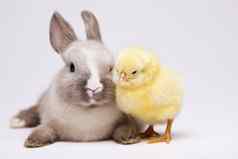 兔子小鸡春天色彩斑斓的明亮的主题