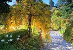 哭泣金黄色的树叶秋天