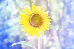 黄色的向日葵太阳柔光