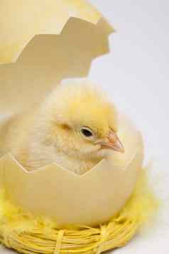 婴儿小鸡春天色彩斑斓的明亮的主题