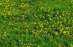 春天草坪上很多蒲公英盛开的植物草地