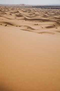 撒哈拉沙漠沙漠merzouga色彩斑斓的充满活力的旅行主题