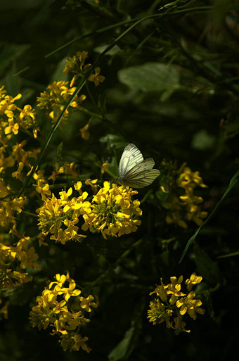蝴蝶黄色的花