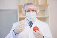 食物科学家工作用心红色的番茄