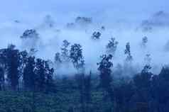 树雾官网火山印尼