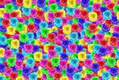 色彩斑斓的玫瑰花