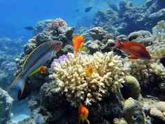 五彩缤纷的鱼珊瑚