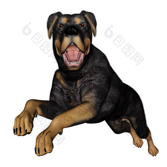 rottweiller狗市<strong>政府</strong>渲染