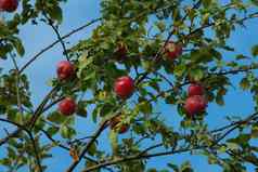 分支机构苹果树红色的水果