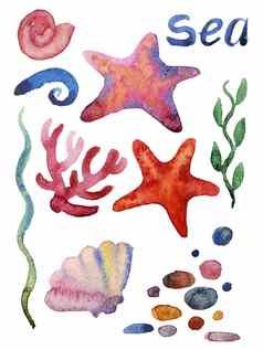 集海贝壳珊瑚海星