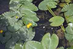 黄色的睡莲黄睡莲lutea