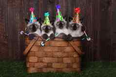 暹罗小猫庆祝生日帽子