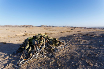千岁兰奇异令人惊异的沙漠植物生活化石
