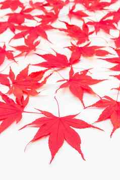 红色的宏碁叶子白色背景