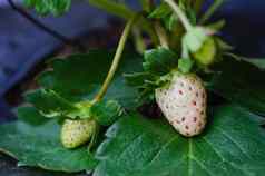 种植园草莓