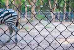 斑马动物园