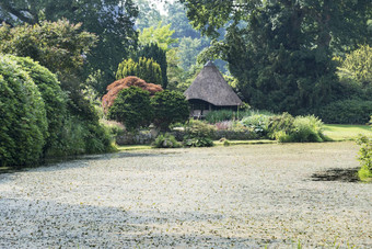 大公园植物水池塘