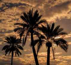 棕榈树背景温暖的夏天晚上天空