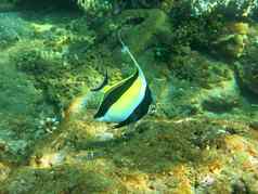 蓬勃发展的珊瑚礁活着海洋生活热带鱼