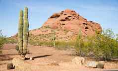 亚利桑那州沙漠景观红色的岩石仙人掌干旱景观