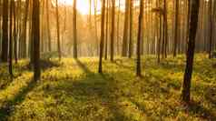 太阳雷认为松树森林