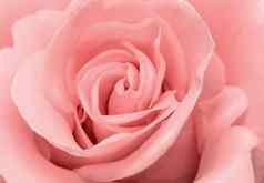 美丽的玫瑰花精致的光粉红色的颜色特写镜头
