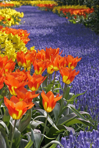 郁金香属“世界上传奇的darwin-hybrid-tulpe