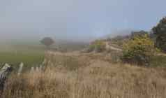 多雾的冬天农村景观车blayney风农场