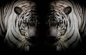 黑色的白色<strong>双胞胎</strong>美丽的老虎脸脸孤立的等等
