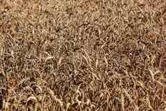 成熟的小麦场夏天粮食小麦