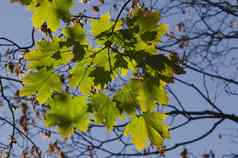 阳光照射的金秋天的树叶无花果树法国梧桐occidentalis