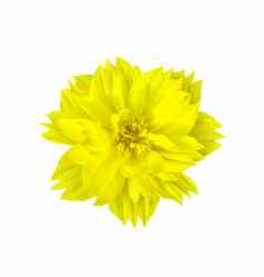 黄色的花孤立的